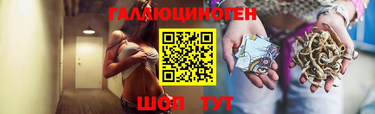 закладка  Псилоцибиновые грибы GOLDEN TEACHER  Вход с VPN  Новороссийск 